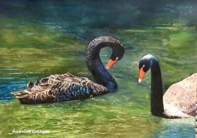 Black Swans