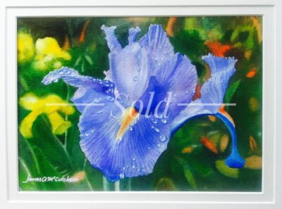 Dew Drops on Iris