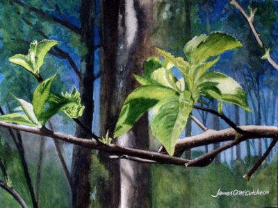 Early Spring Growth