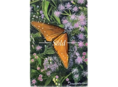 Queen Butterfly